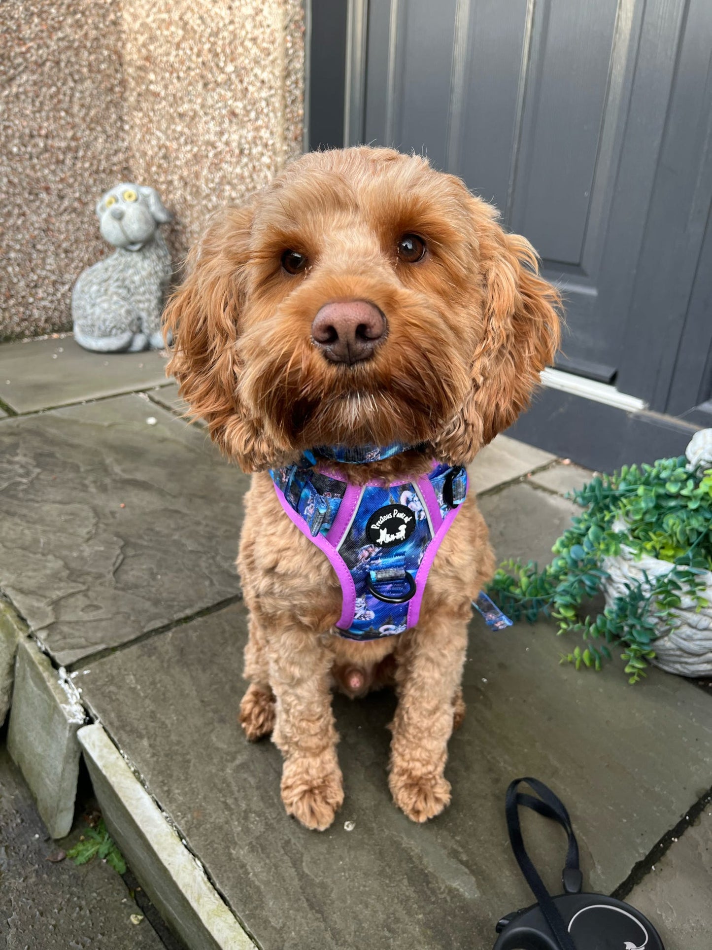 Luna's Search for Aurora Explorer Pawz Harness