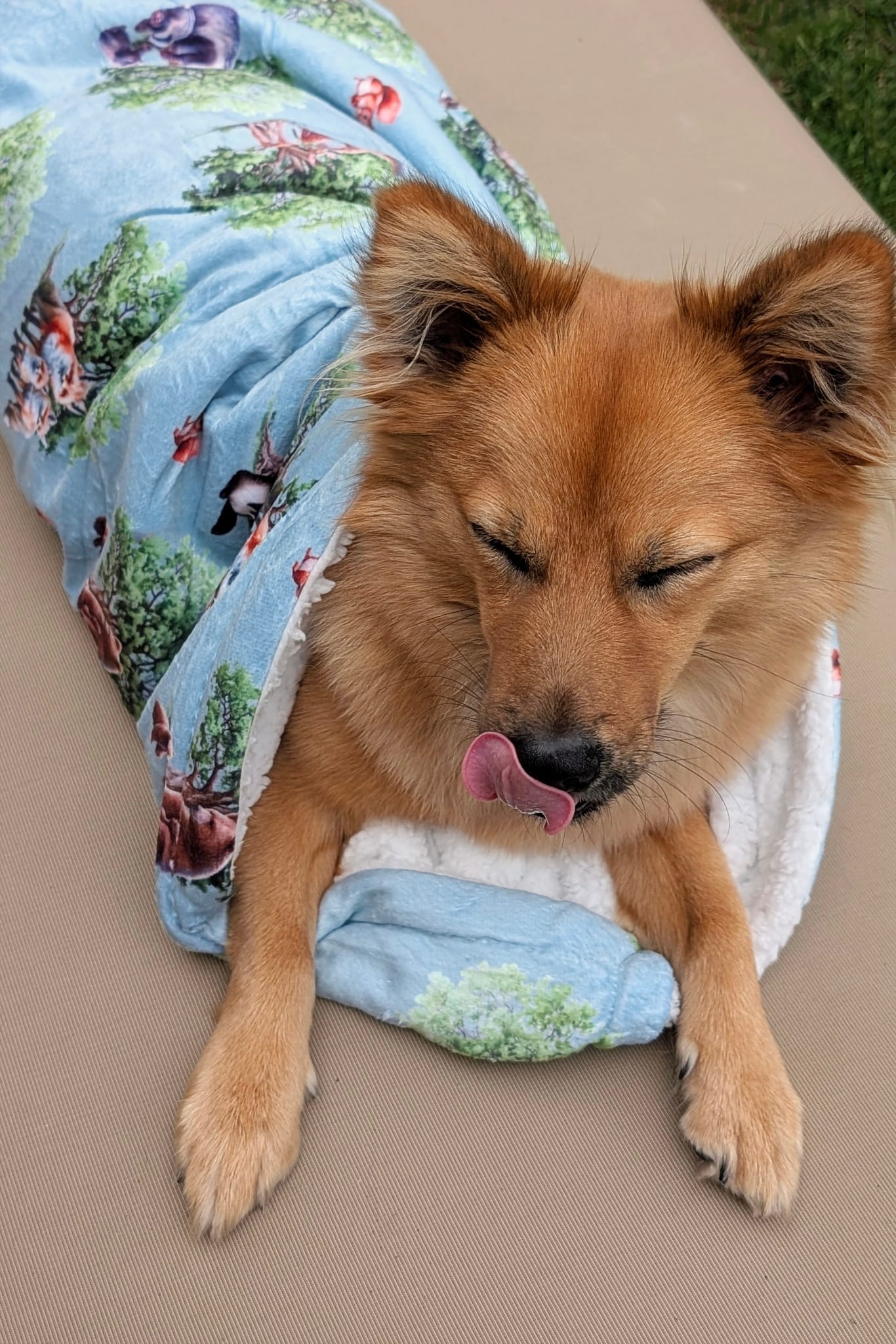 Paws of the Forest snuggle blanket