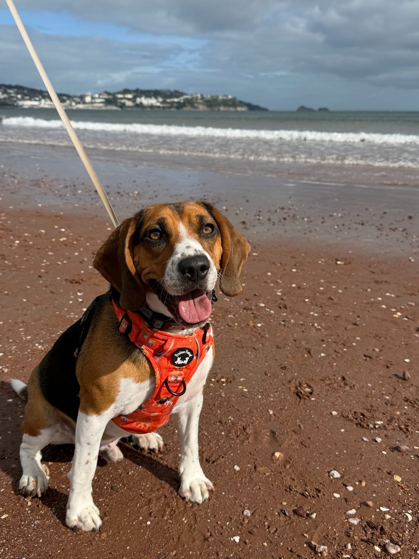 Chans' wildest dreams Explorer pawz harness