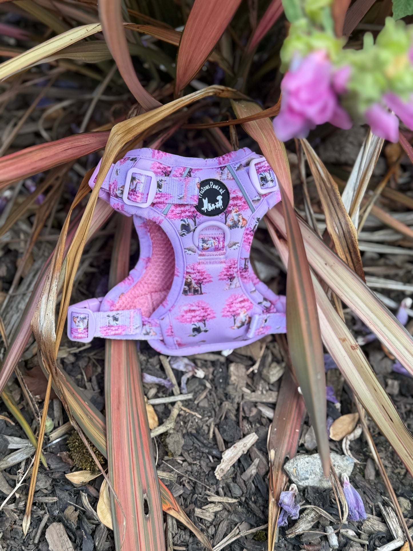 Fleur de belle Explorer pawz harness
