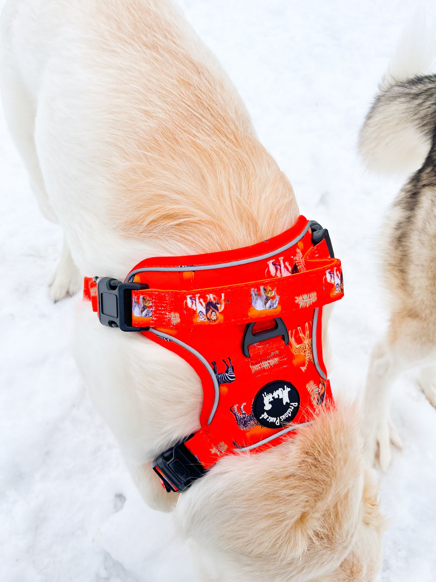 Chans' wildest dreams Explorer pawz harness