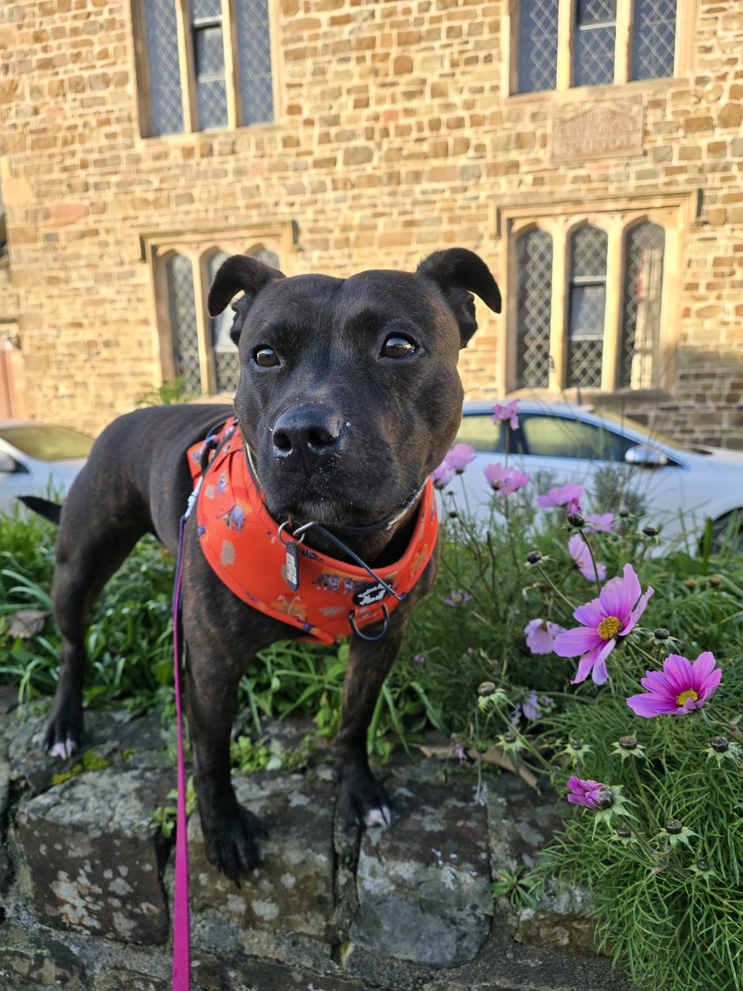 Chans' wildest dreams adjustable harness