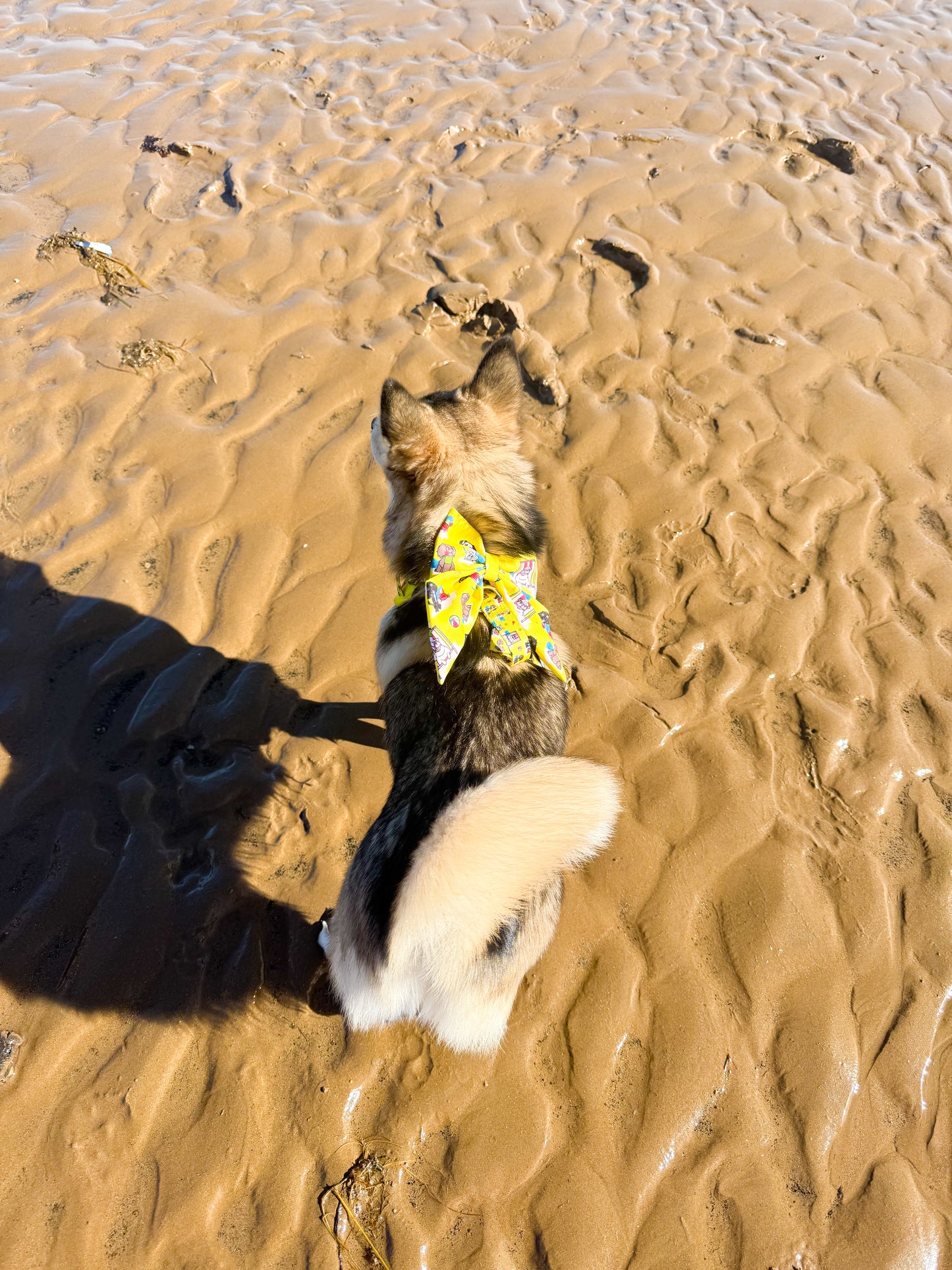 Paws ashore Sailor bow