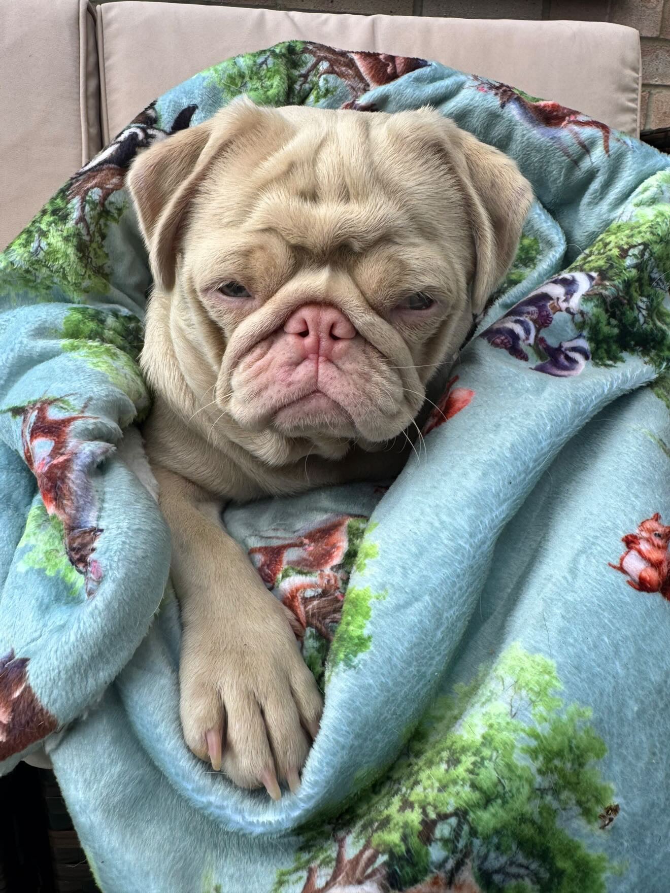 Paws of the Forest snuggle blanket