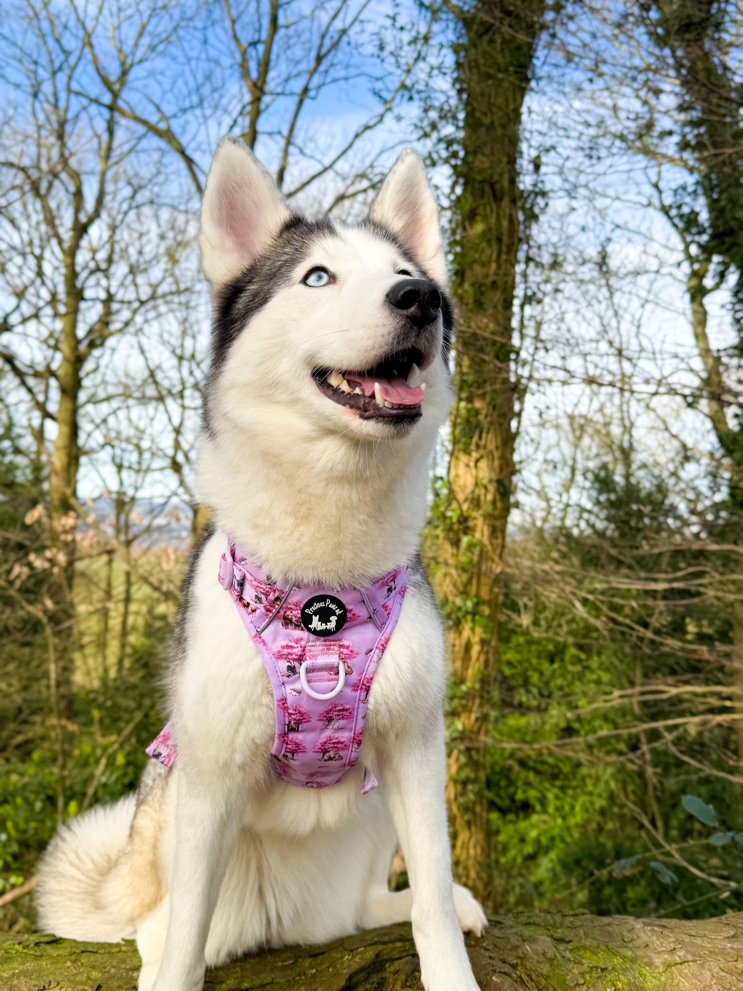 Fleur de belle Explorer pawz harness