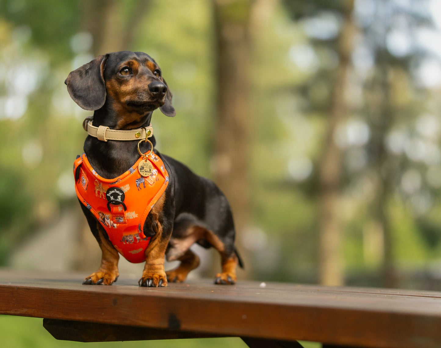 Chans' wildest dreams adjustable harness