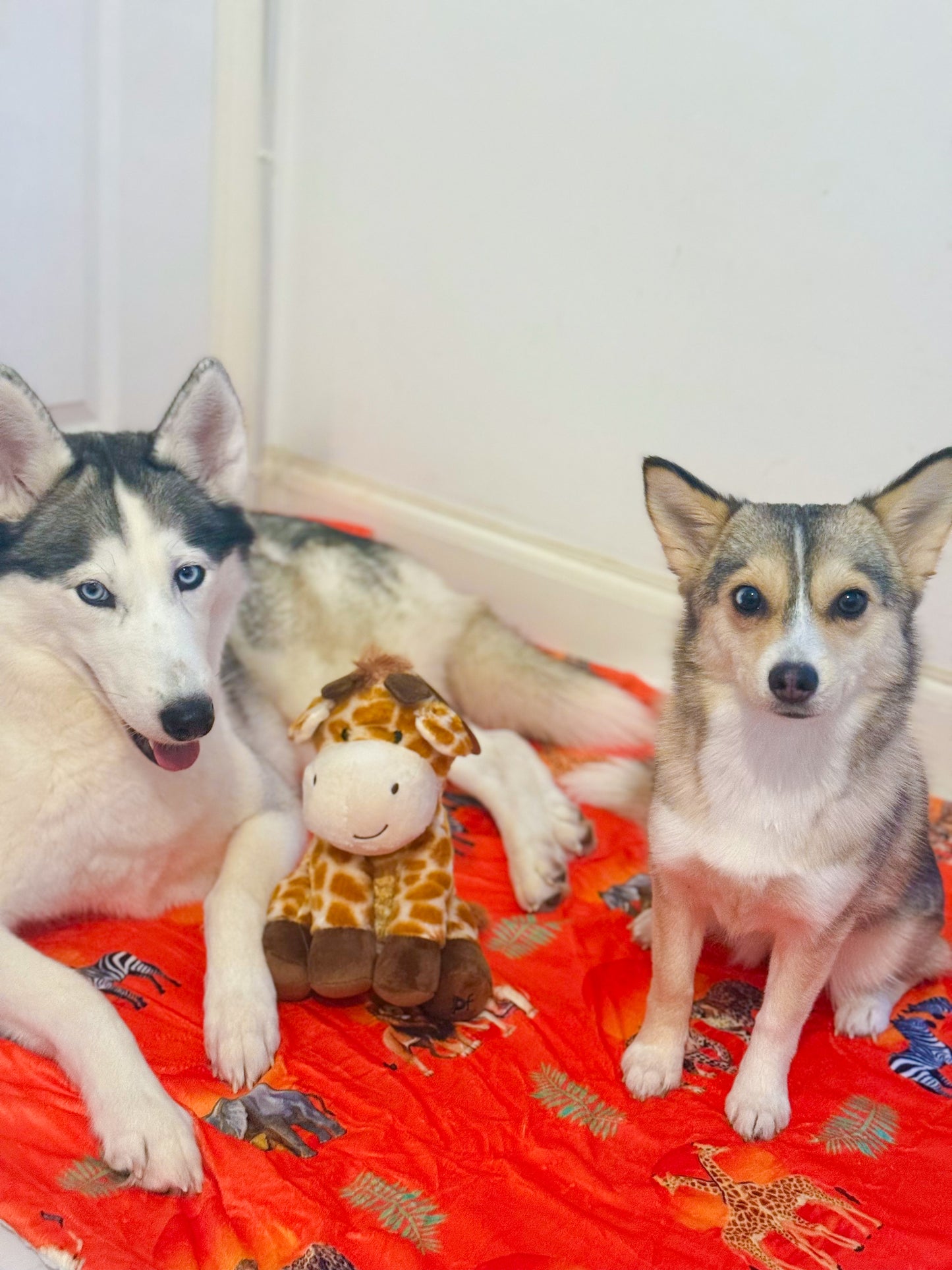 Chan’s Wildest Dreams Bundle, including Blanket and Giraffe Toy