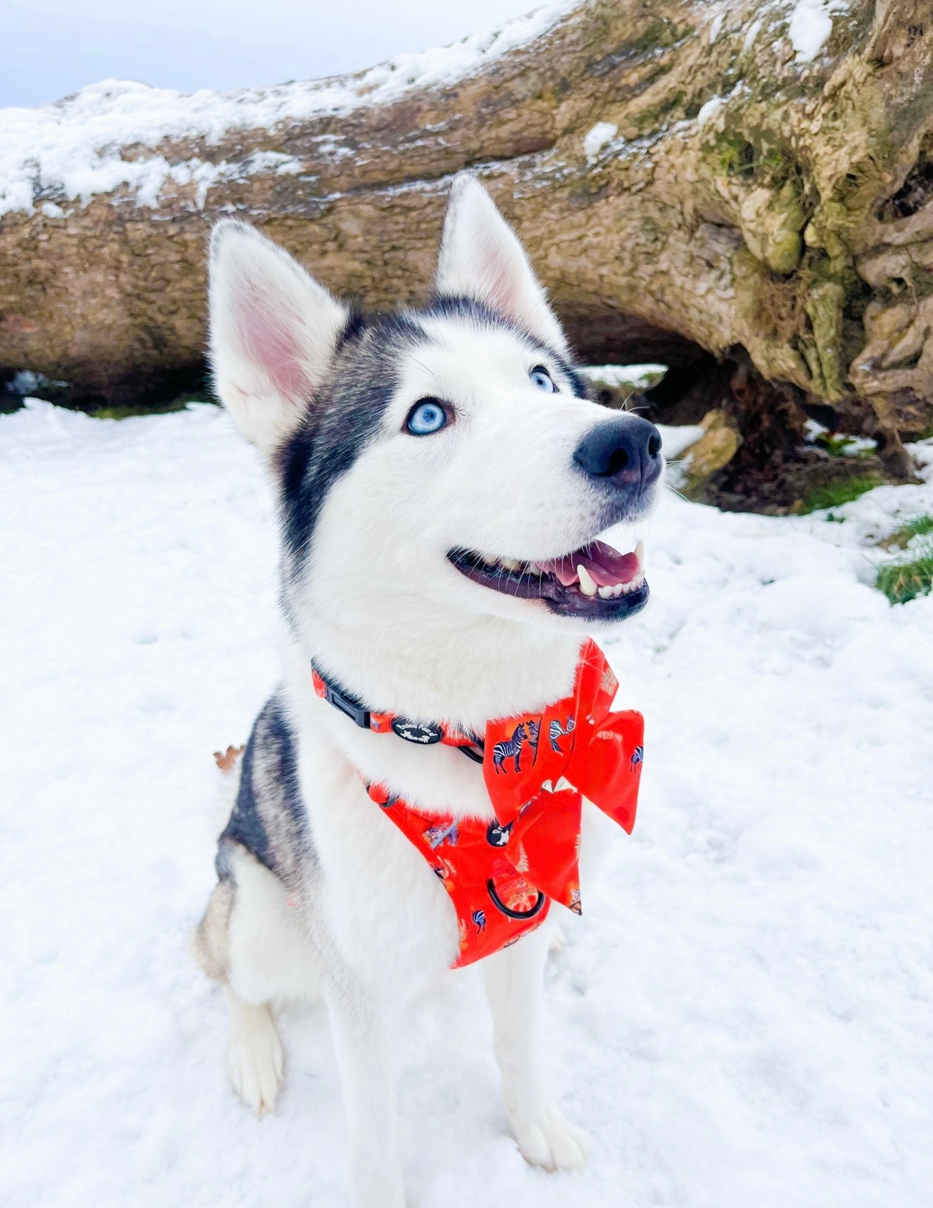 Chans' wildest dreams Collar