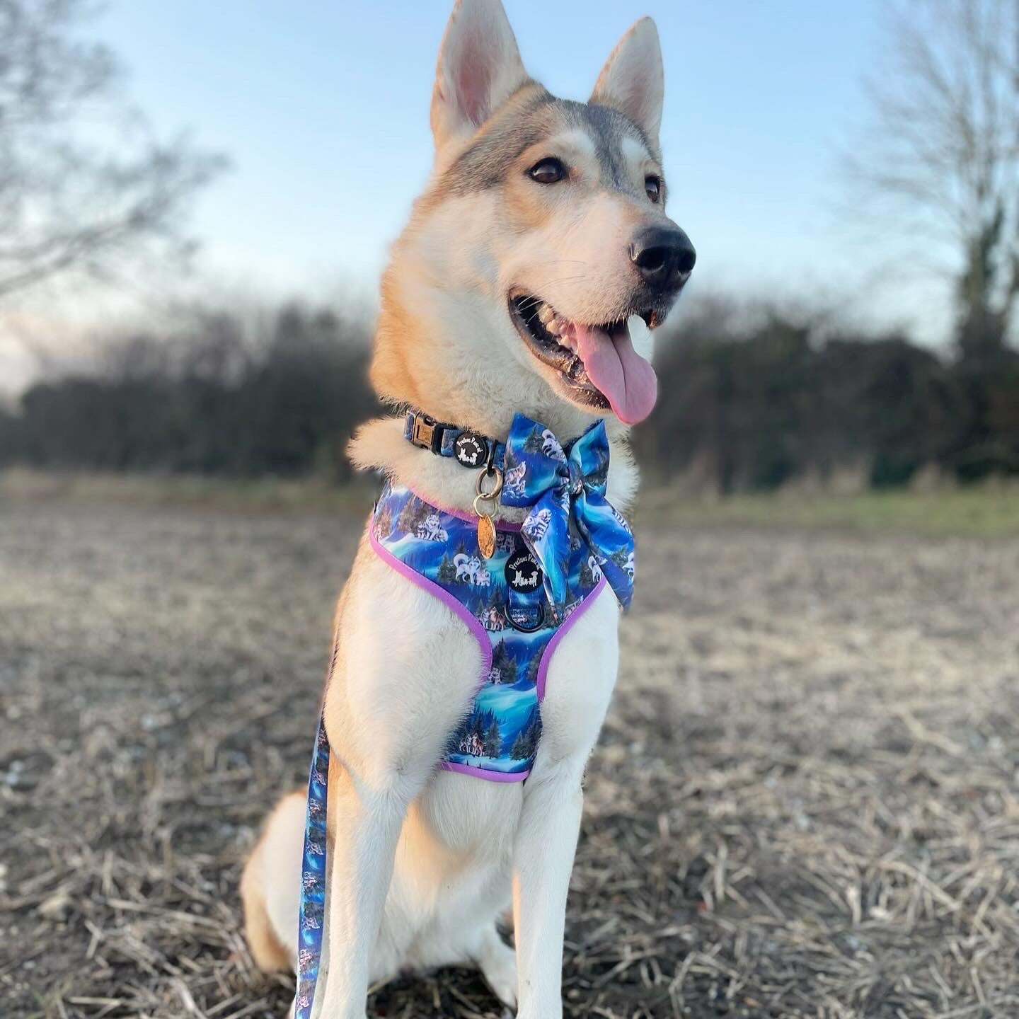 Luna's search for Aurora