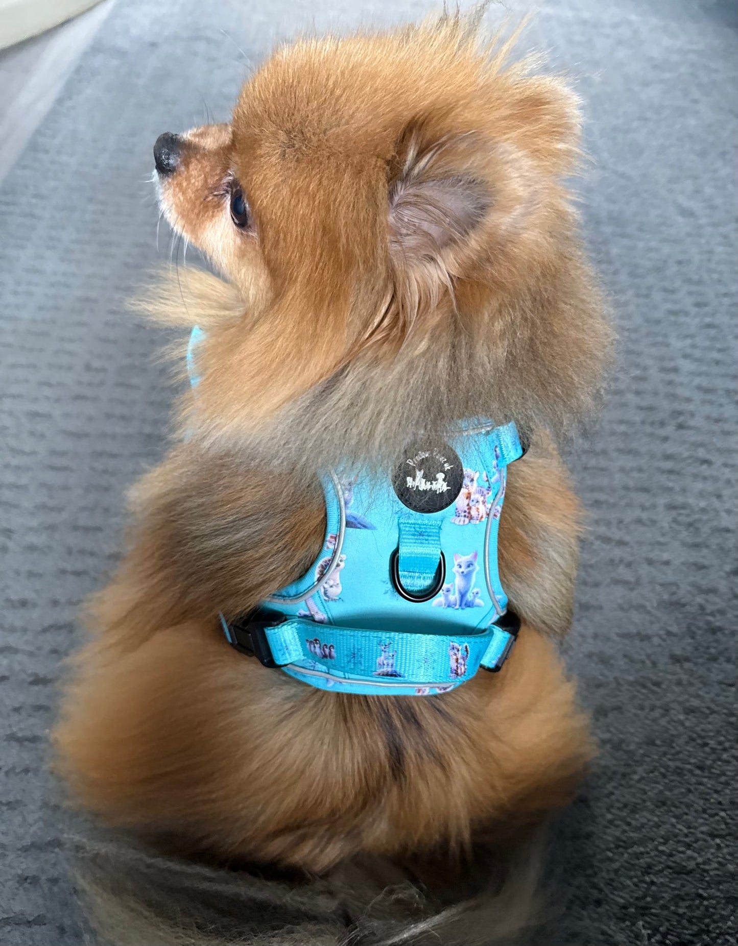 Glacier Glimmer Explorer Pawz Harness