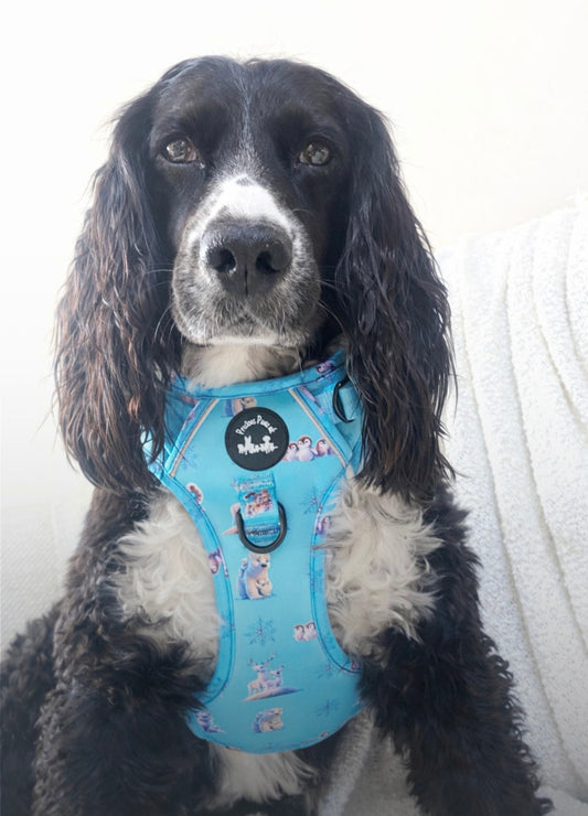Glacier Glimmer Explorer Pawz Harness