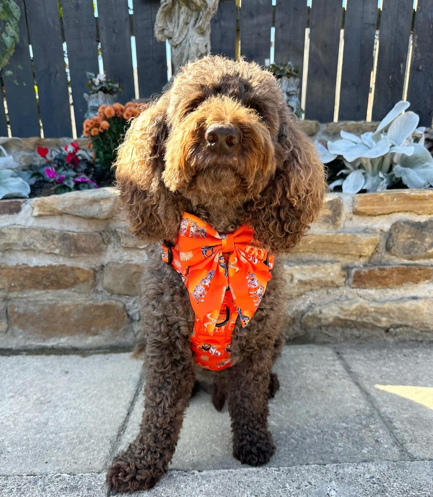 Chans' wildest dreams Explorer pawz harness