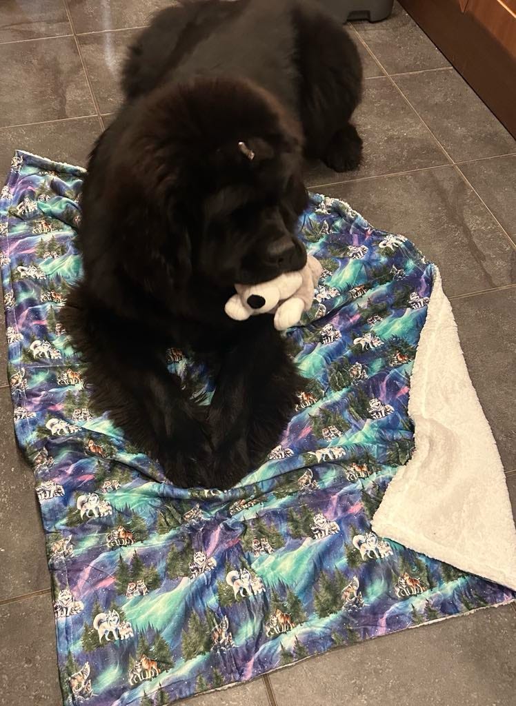 Luna’s search for Aurora snuggle blanket
