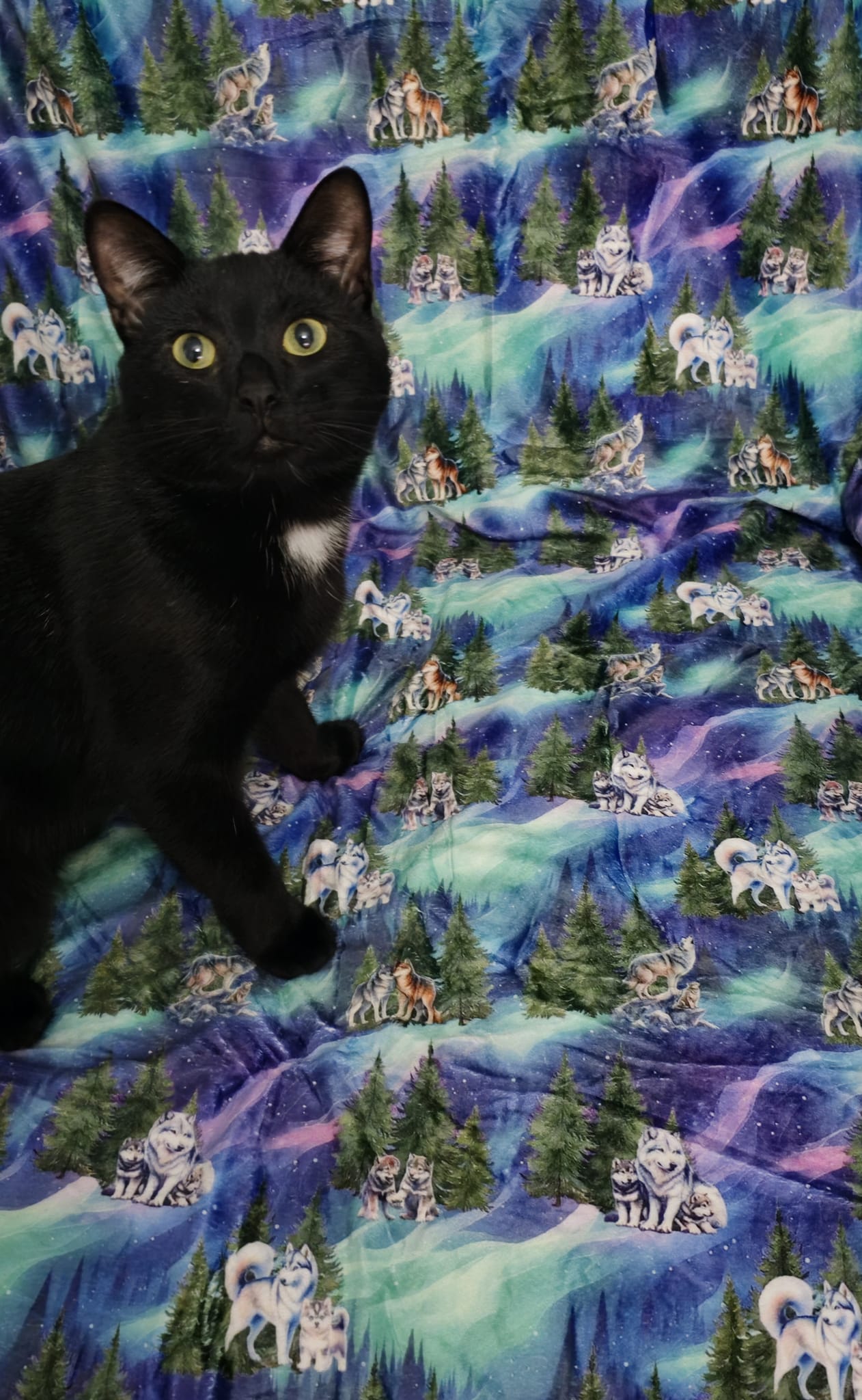 Luna’s search for Aurora snuggle blanket
