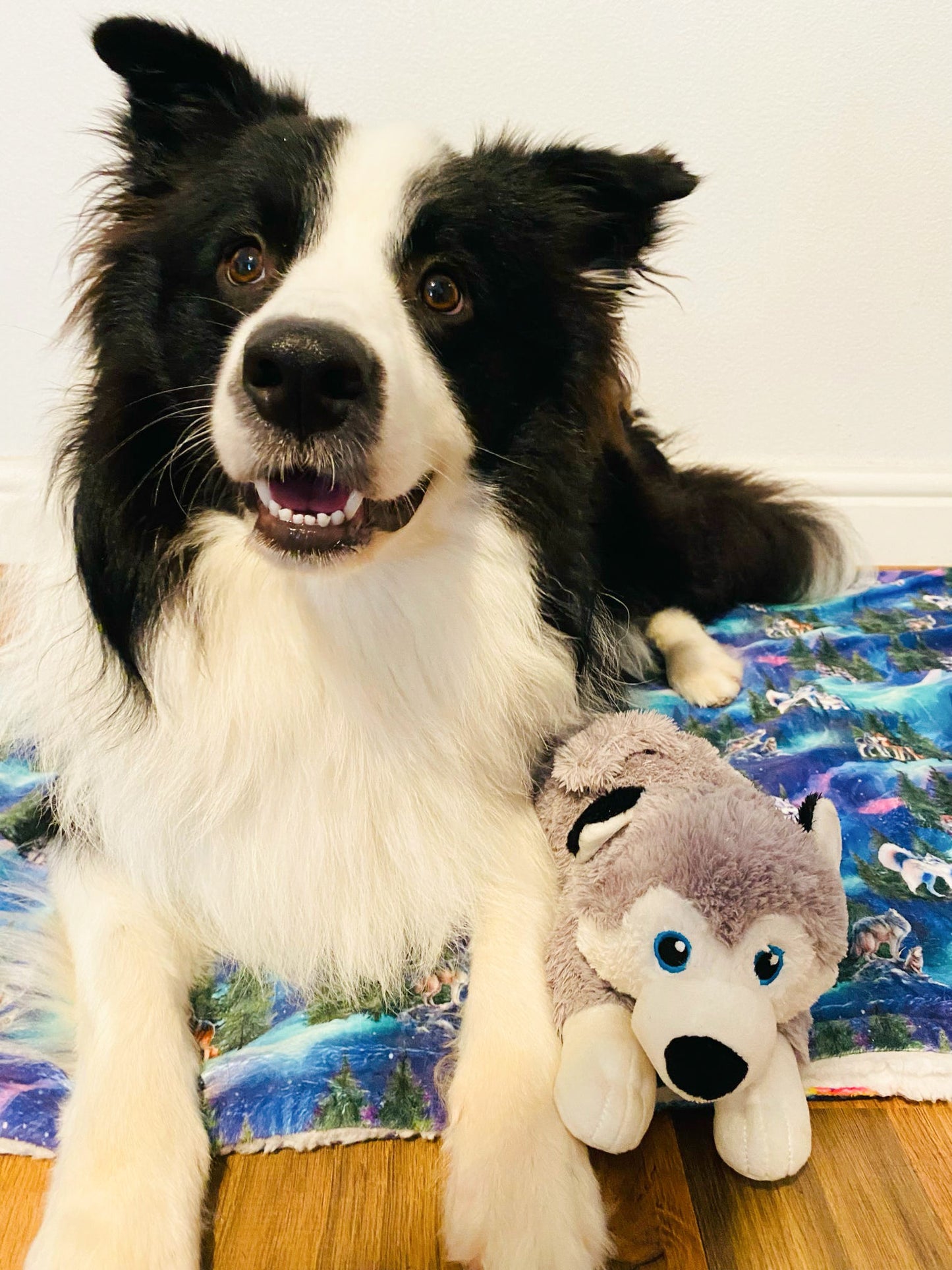 Luna’s search for Aurora snuggle blanket