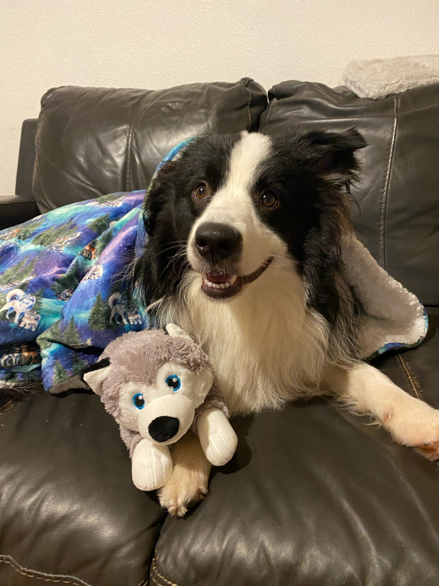 Luna’s search for Aurora snuggle blanket