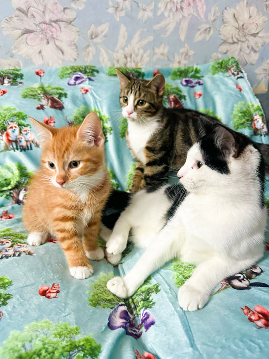 Paws of the Forest snuggle blanket