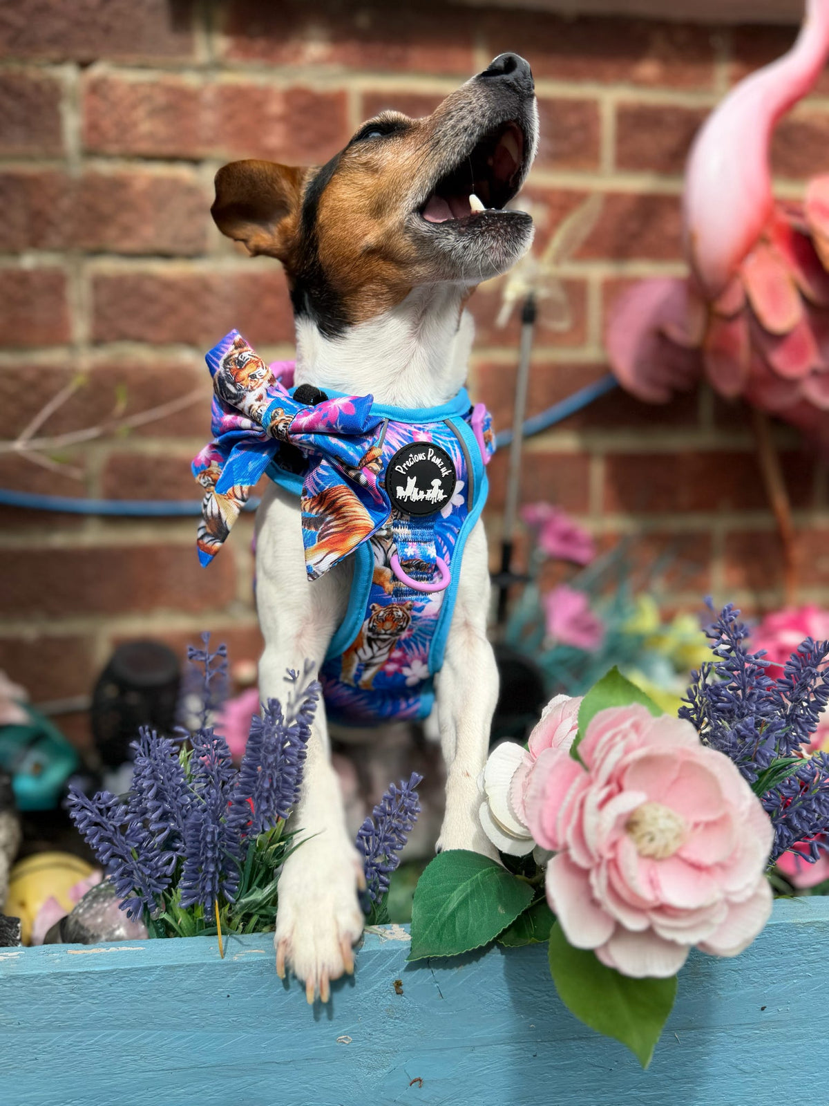 Tiger’s Explorer Pawz Harness