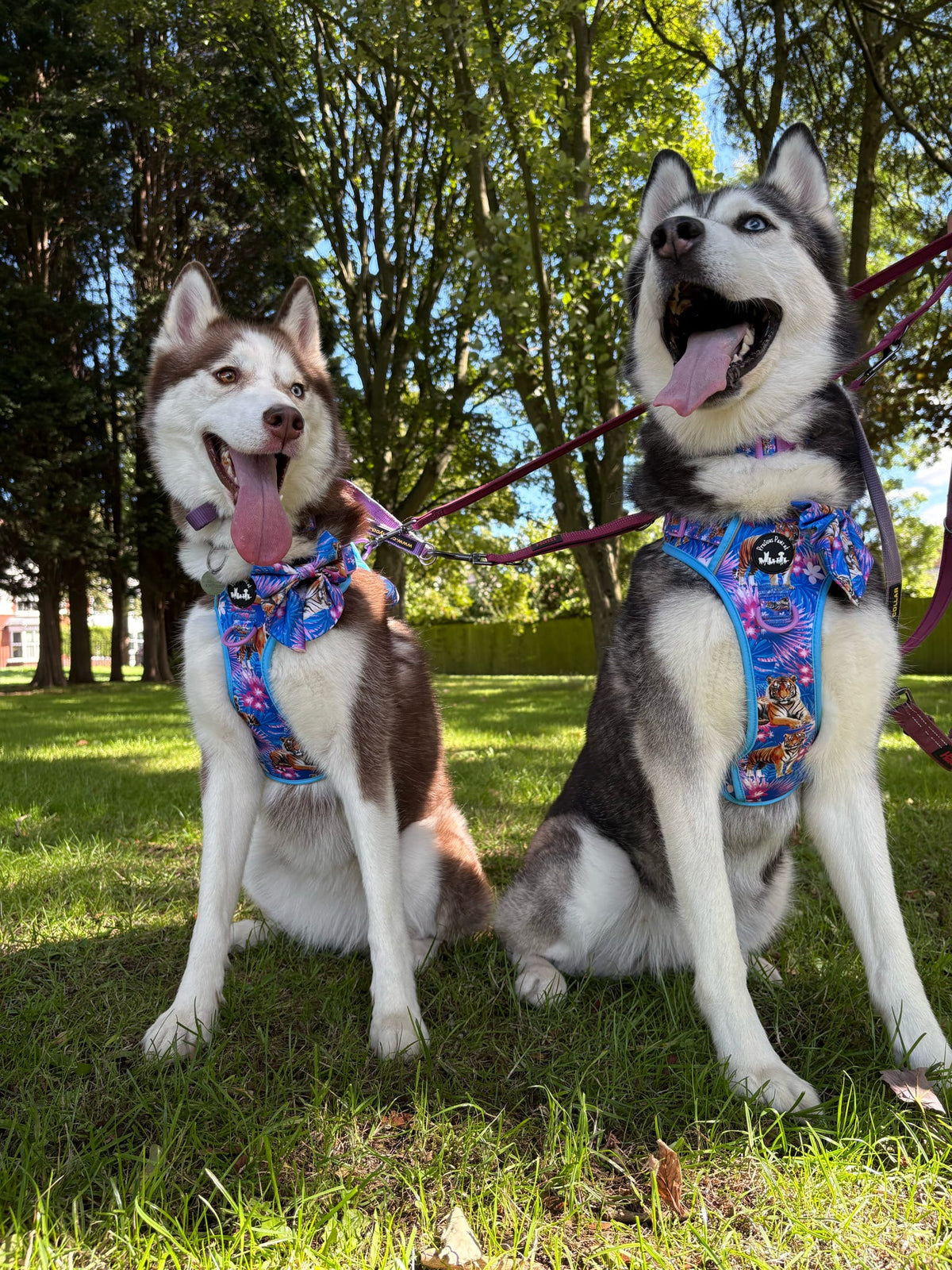 Tiger’s Explorer Pawz Harness