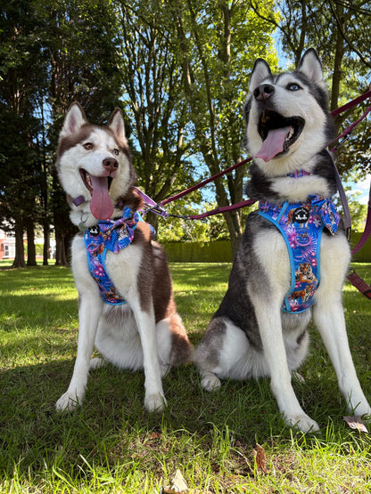 Tiger’s Explorer Pawz Harness