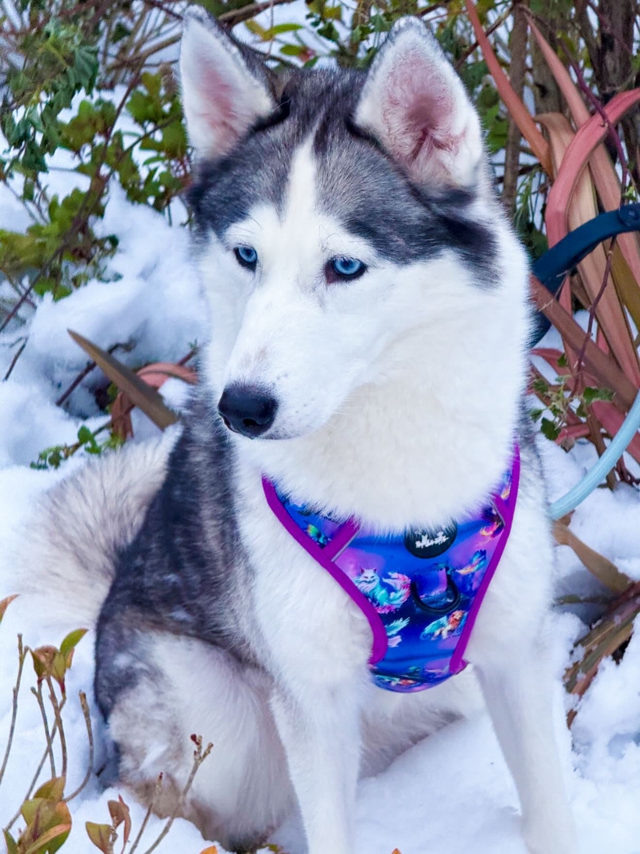Mythical Creatures of the Phoenix Skies Explorer Pawz Harness