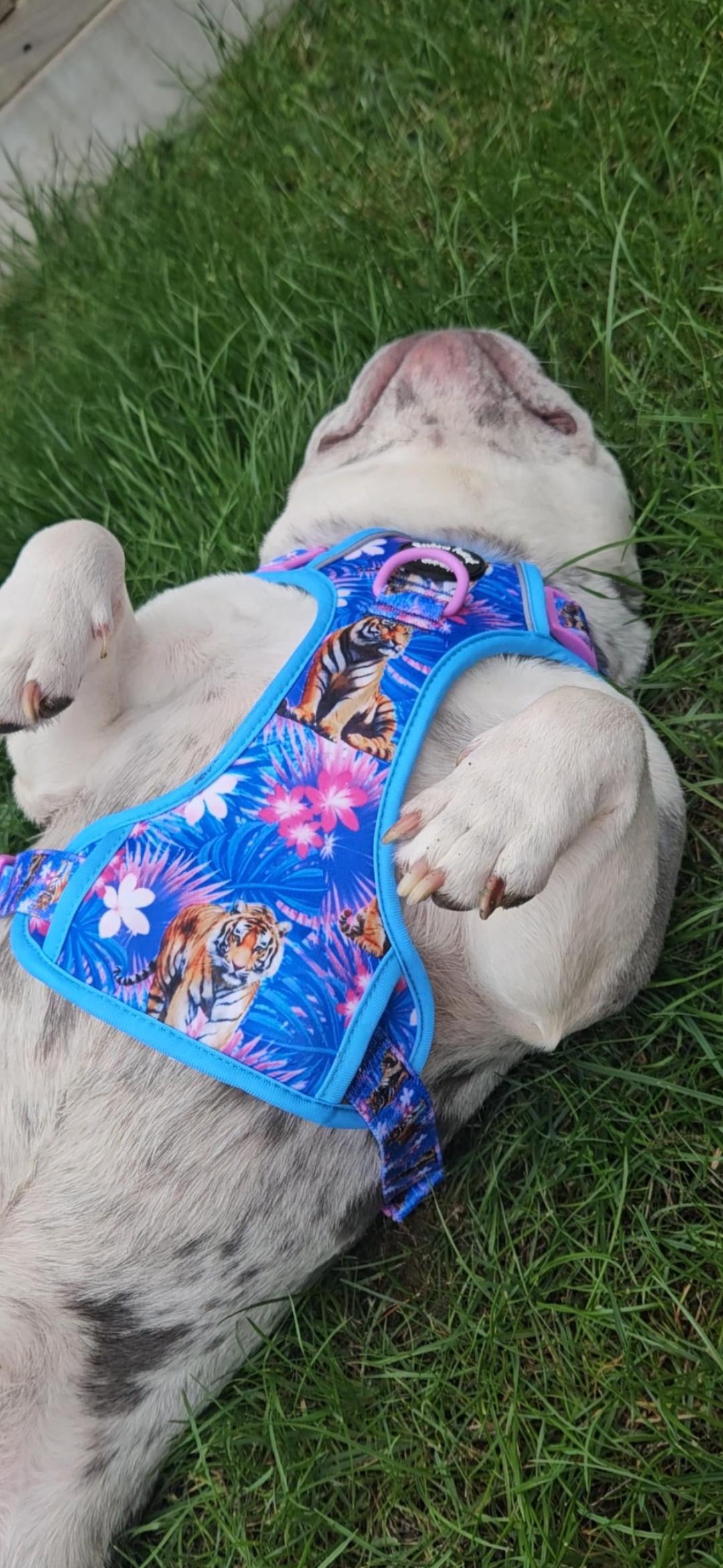 Tiger’s Explorer Pawz Harness