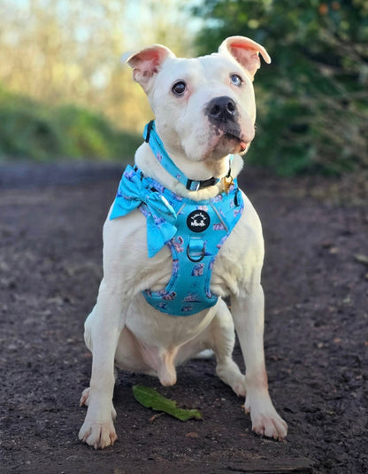 Glacier Glimmer Explorer Pawz Harness