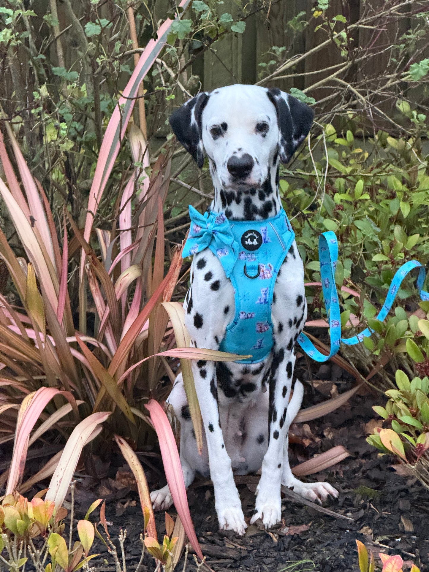 Glacier Glimmer Explorer Pawz Harness