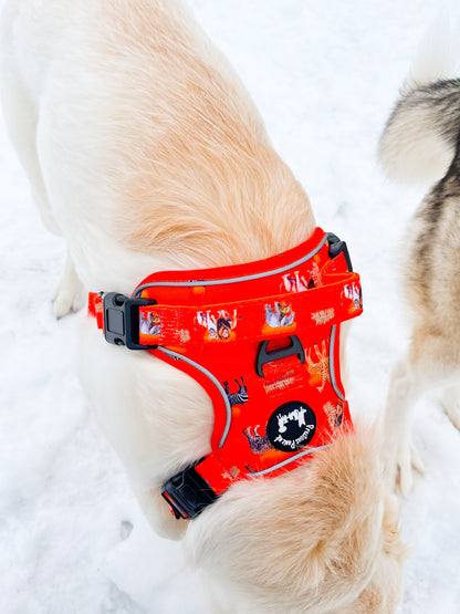 Chans' Wildest Dreams Explorer Pawz Harness
