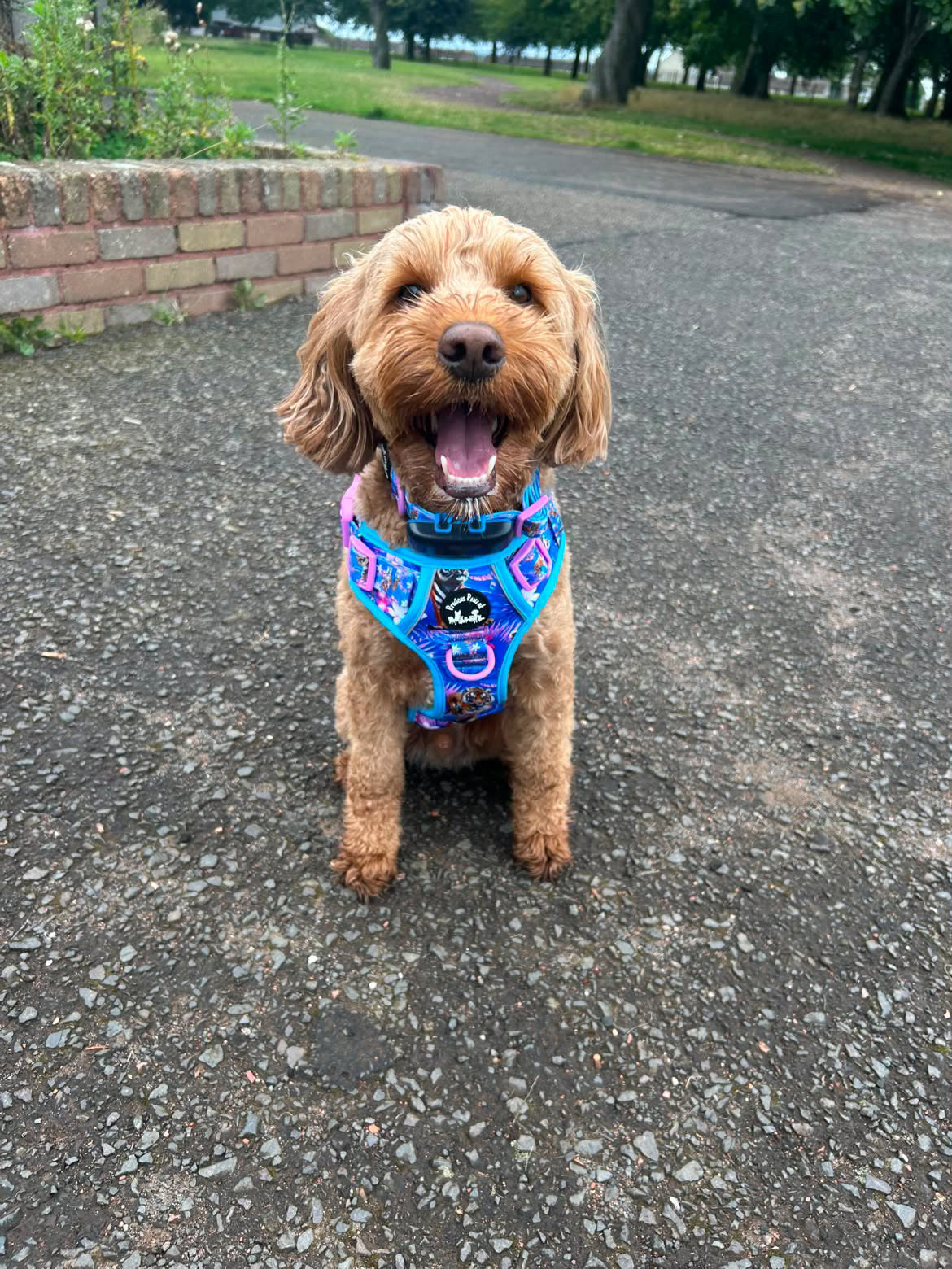 Tiger’s Explorer Pawz Harness