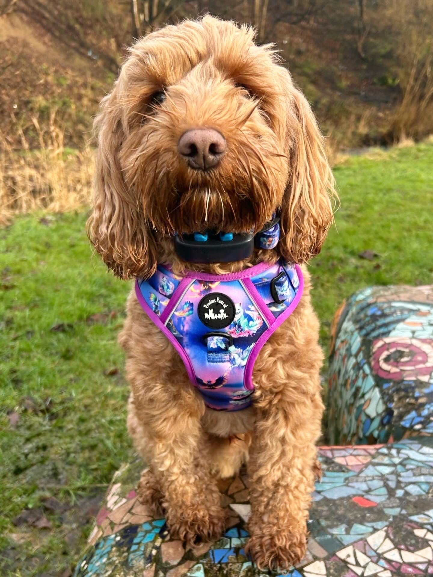 Mythical Creatures of the Phoenix Skies Explorer Pawz Harness