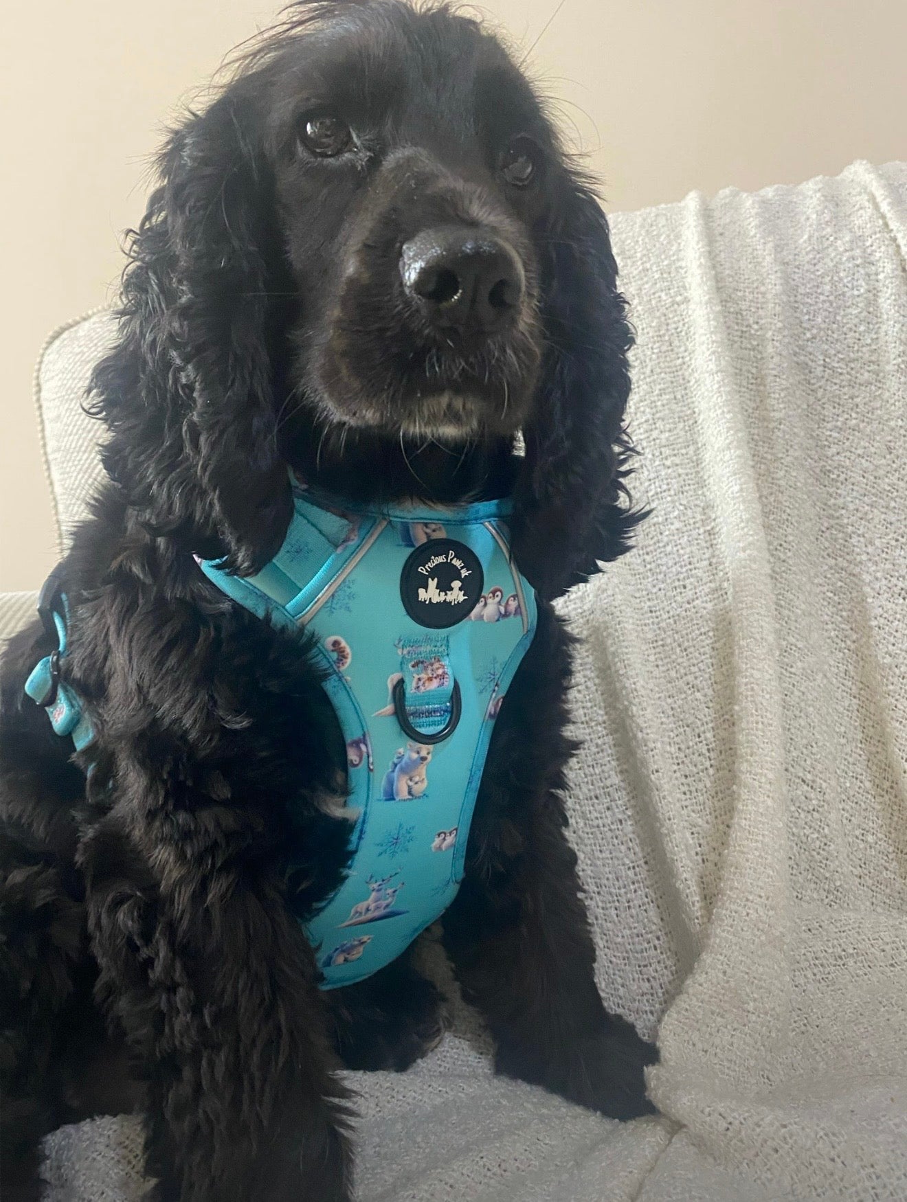 Glacier Glimmer Explorer Pawz Harness