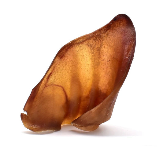 Large pigs ear