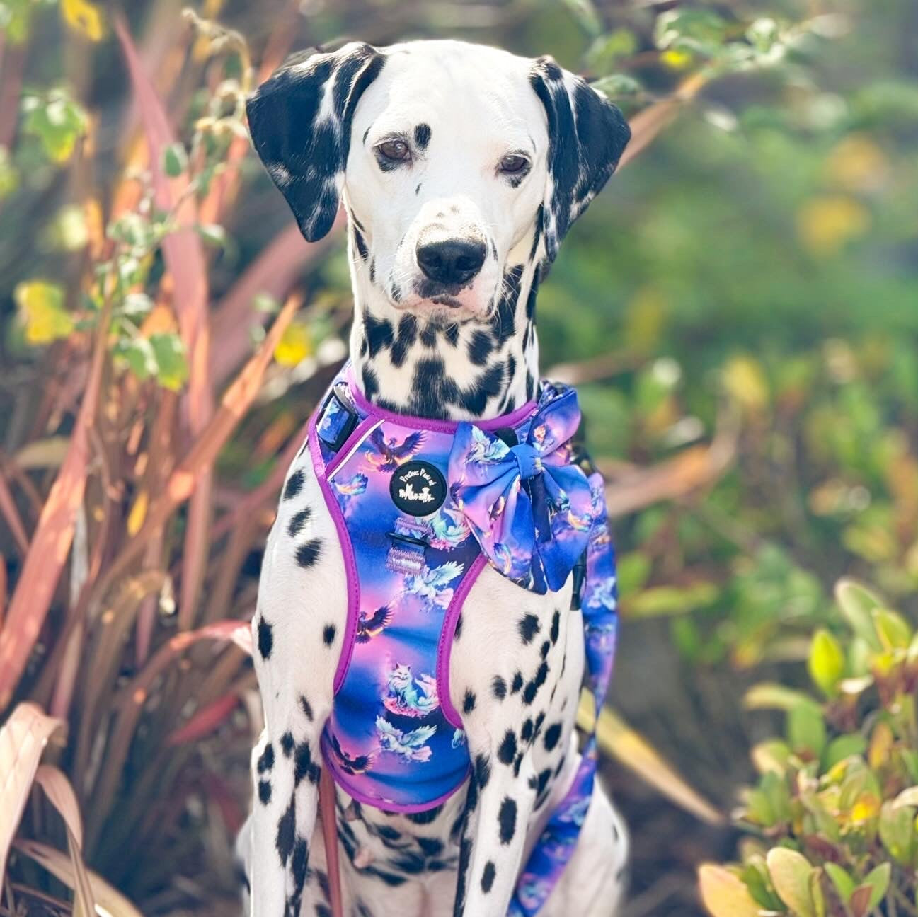 Mythical Creatures of the Phoenix Skies Explorer Pawz Harness
