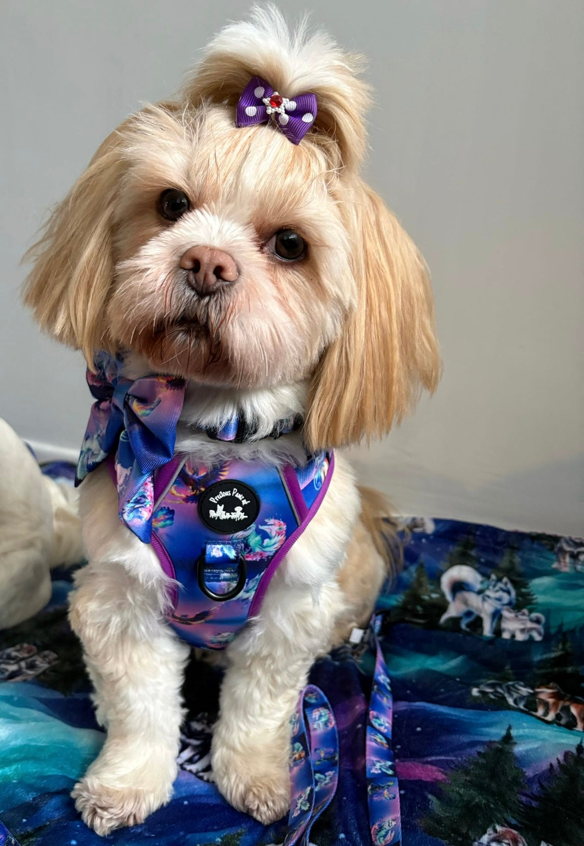 Mythical Creatures of the Phoenix Skies Explorer Pawz Harness