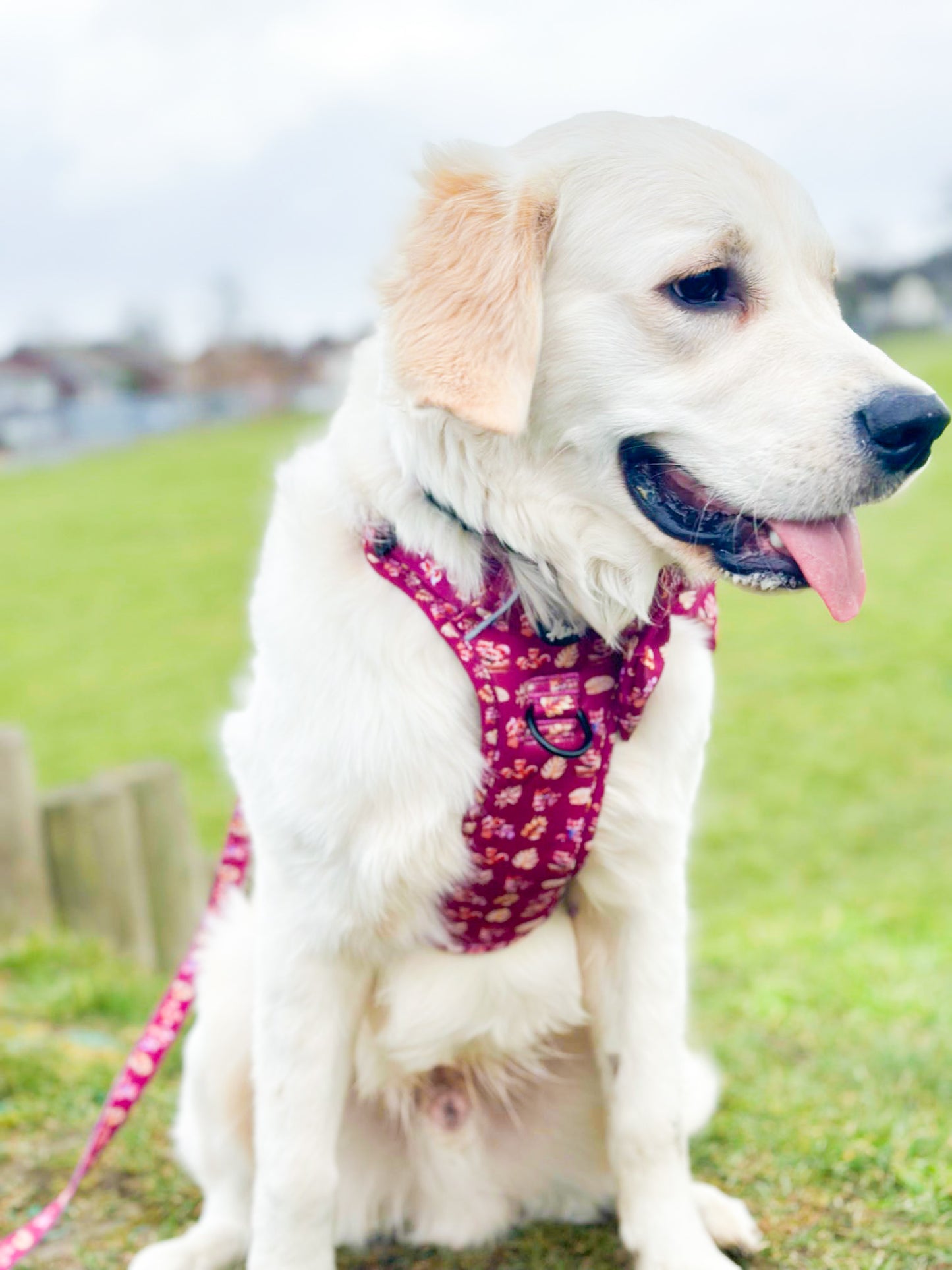 Mystical fox meadows Explorer Pawz harness