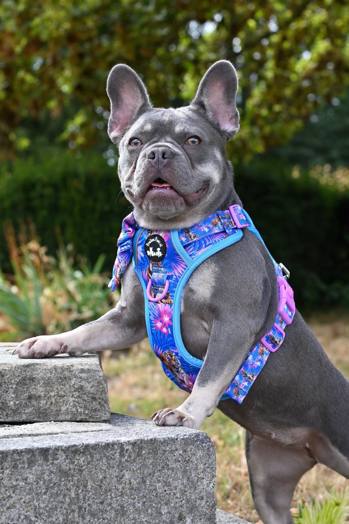 Tiger’s Explorer Pawz Harness