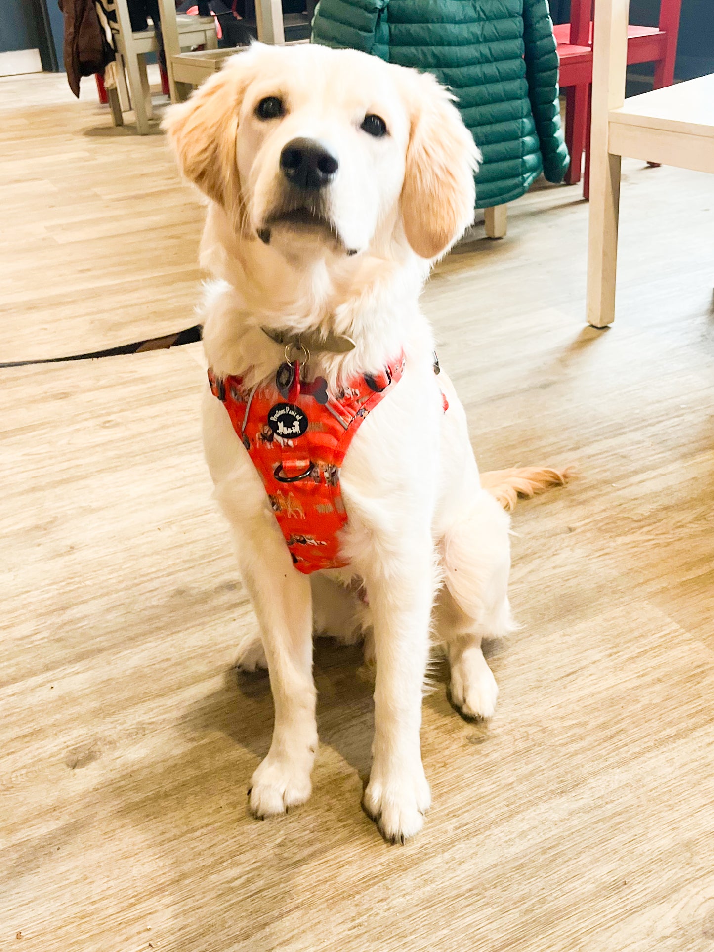 Chans' wildest dreams Explorer pawz harness