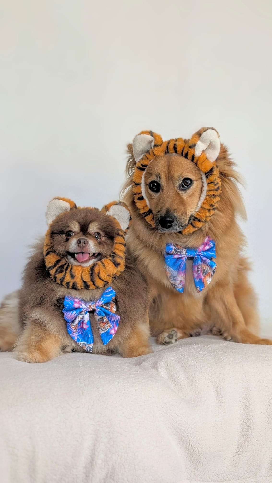 Tiger’s Sailor Bow