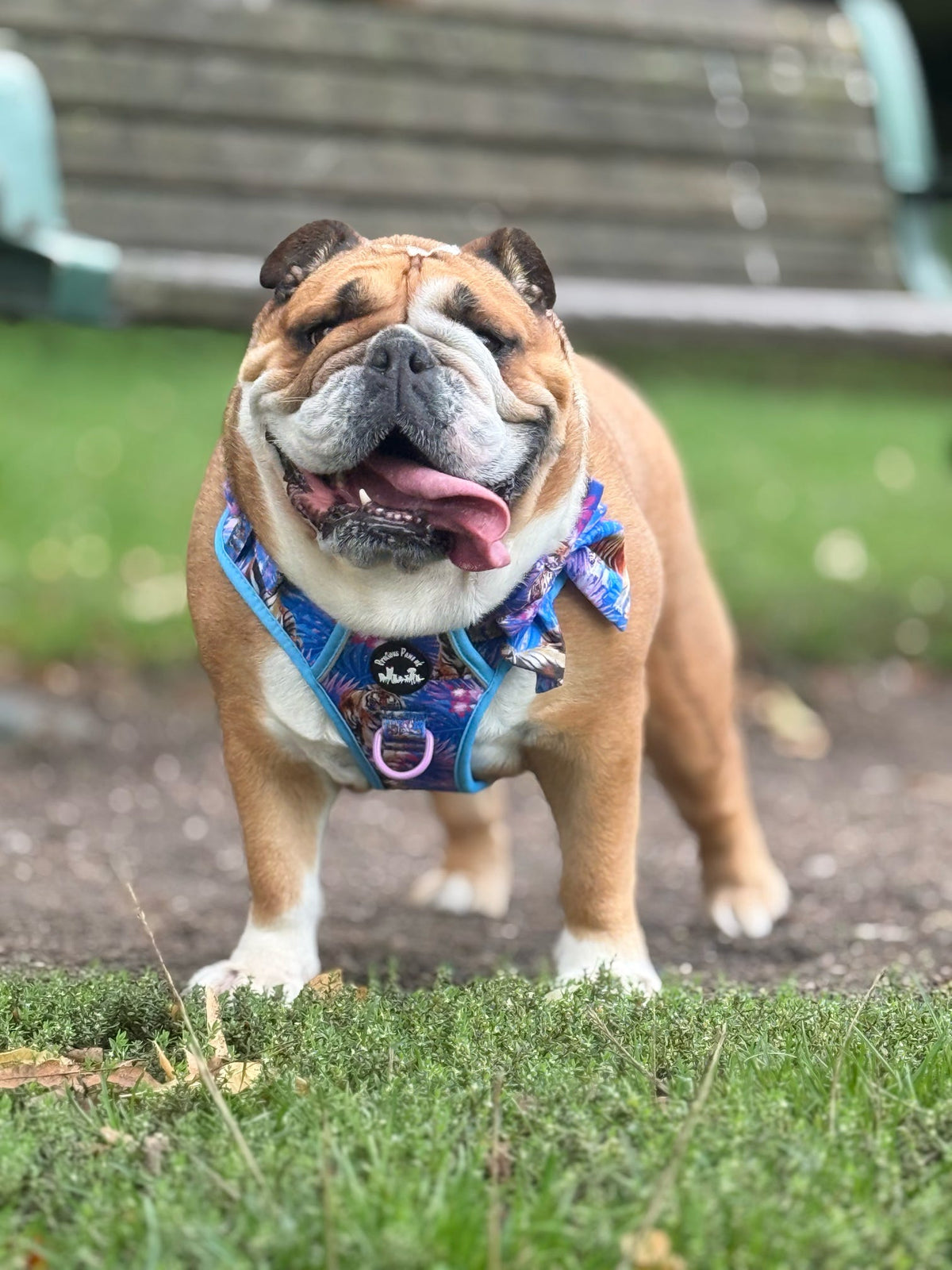Tiger’s Explorer Pawz Harness