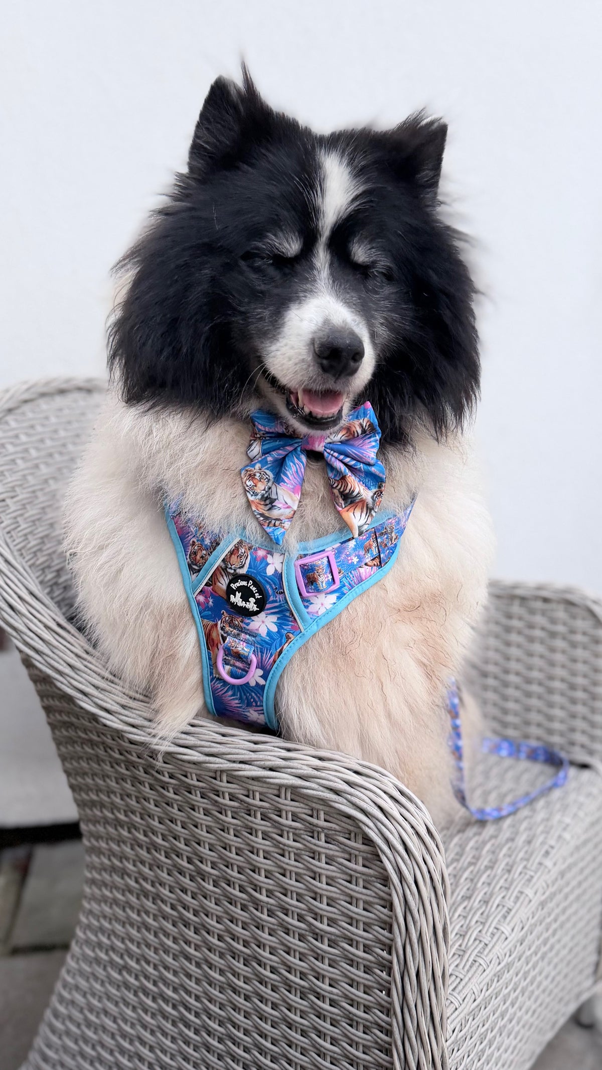 Tiger’s Explorer Pawz Harness