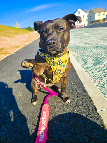 Paws Ashore Explorer Pawz Harness