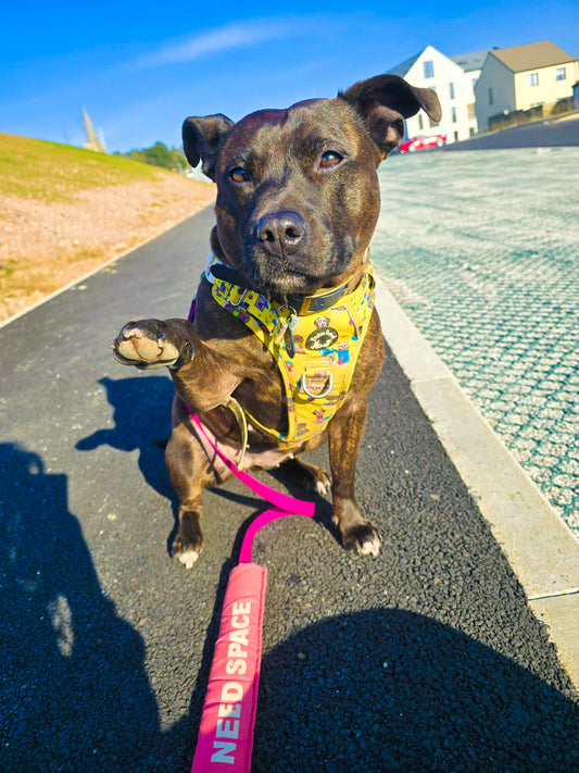 Paws ashore Explorer pawz harness