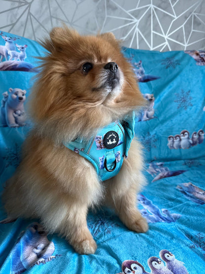 Glacier Glimmer Explorer Pawz Harness