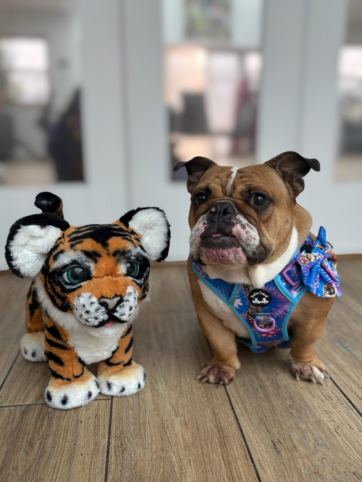 Tiger’s Explorer Pawz Harness