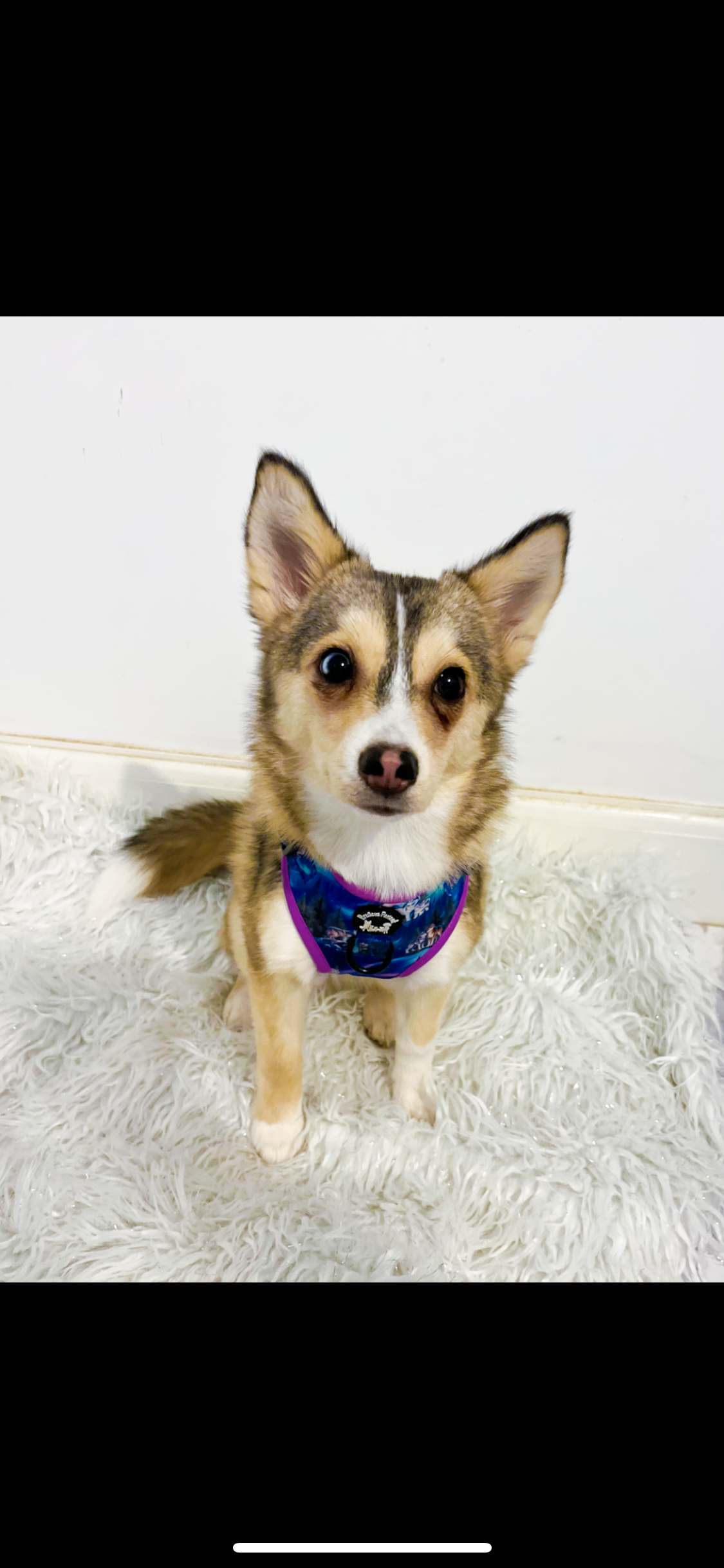 Luna's search for Aurora adjustable harness