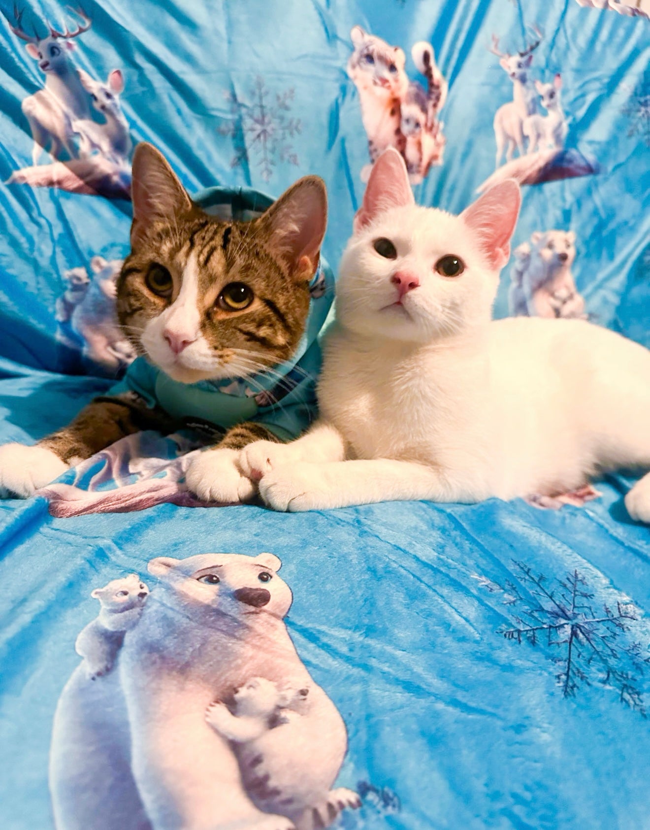 Glacier Glimmer Snuggle Blanket
