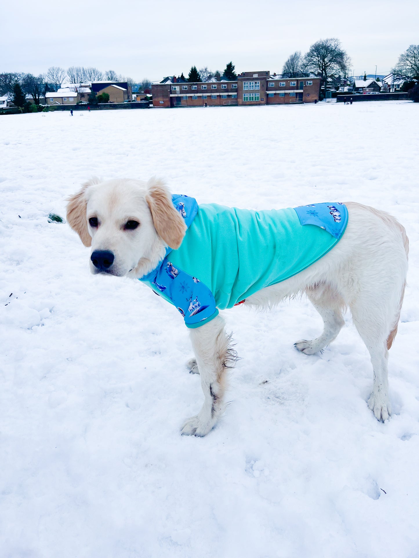 Glacier Glimmer hoodie