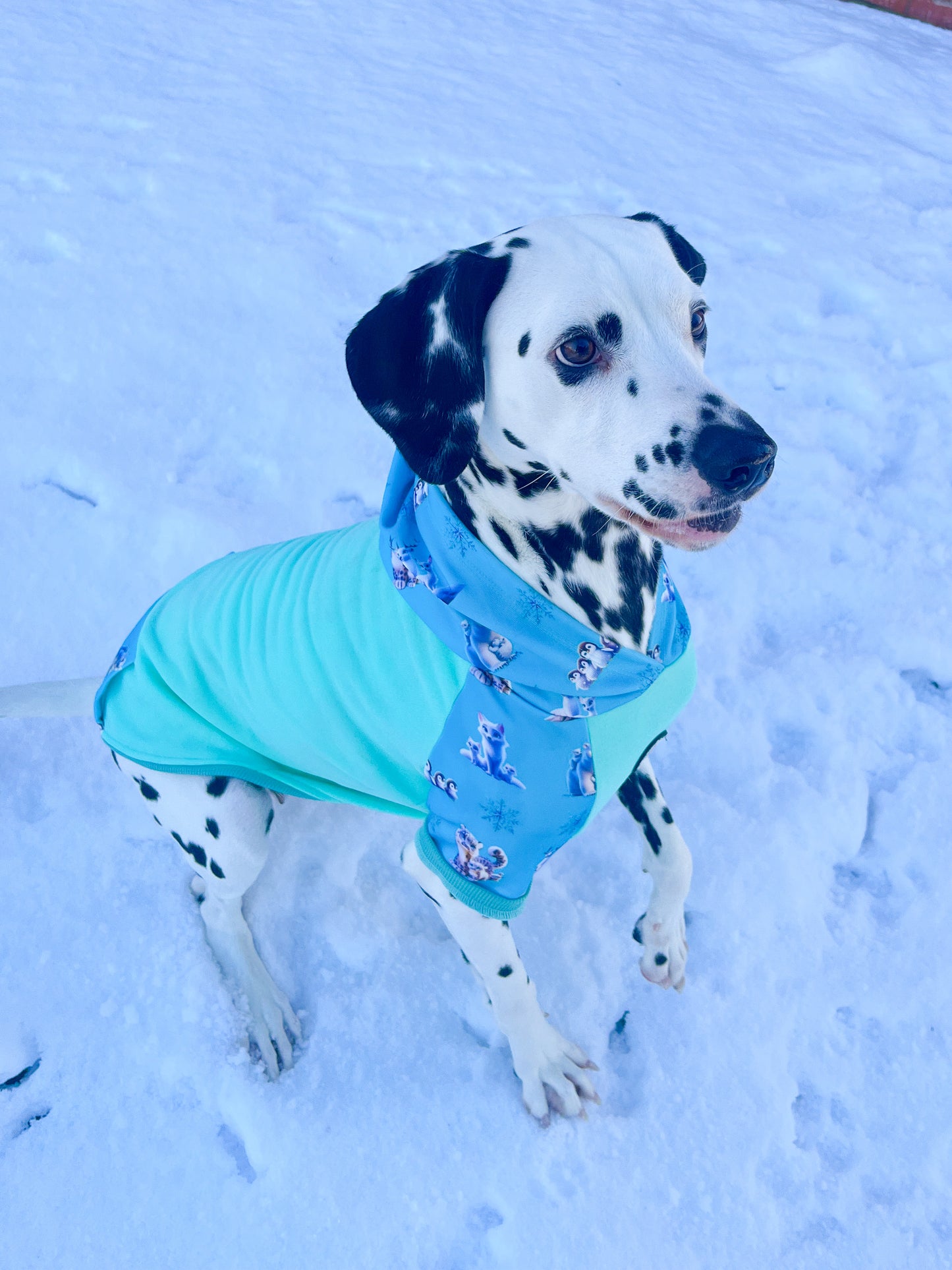 Glacier Glimmer hoodie