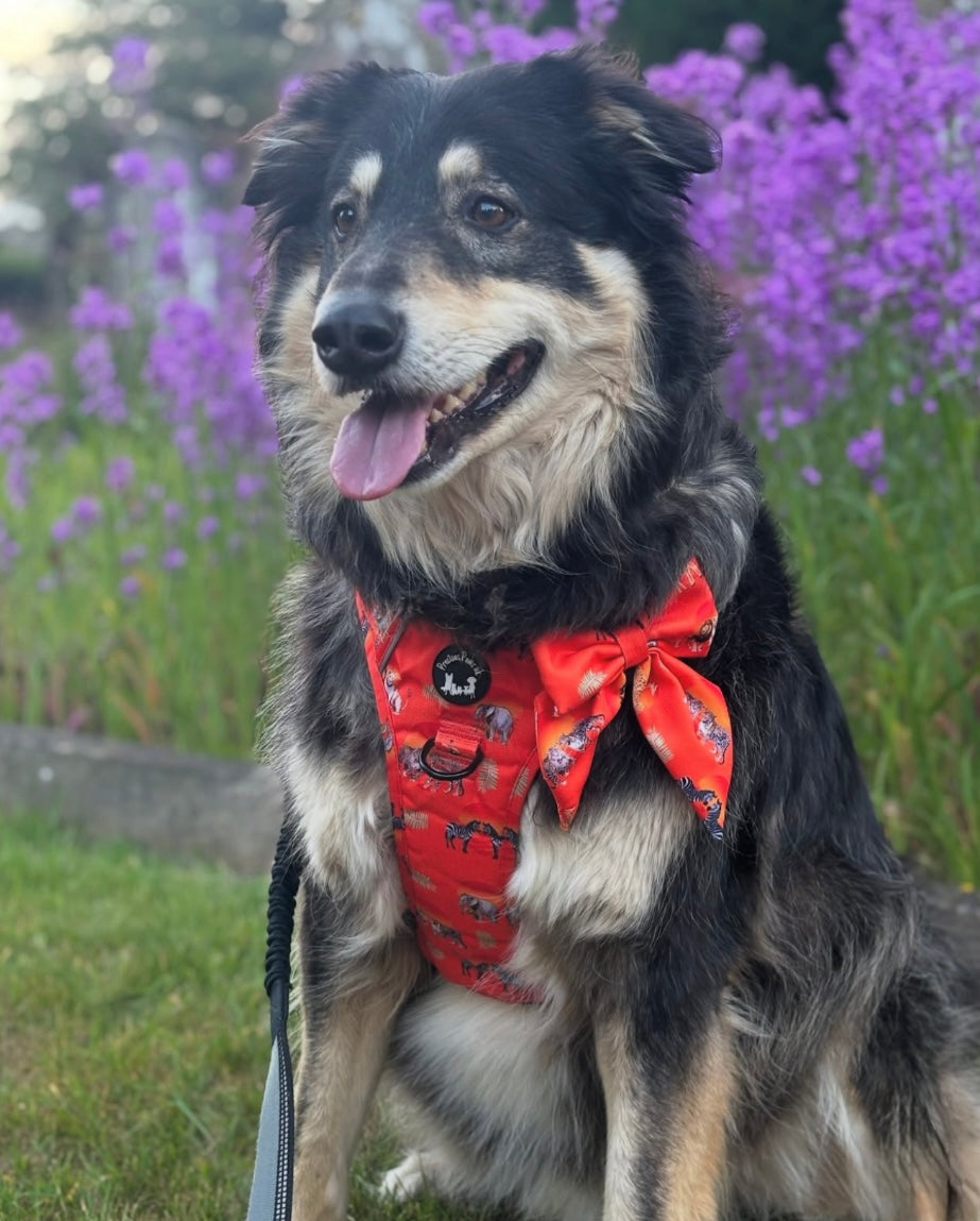 Chans' wildest dreams Explorer pawz harness